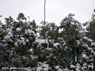 合肥玉蘭大道 清潔人員清理綠化樹上積雪（圖）