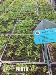 霍山石斛之鄉(xiāng)入選省級農(nóng)業(yè)科技園名單        