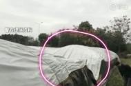 蕪湖：大棚深夜被砸，草叢內發現神秘“證據”  