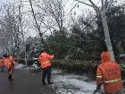 為防積雪壓斷樹枝 合肥城管為樹木清理積雪