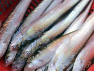 全面禁捕！長江刀魚將“逃離”餐桌