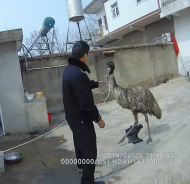 鳳陽：鴕鳥闖入百姓家 警民合力齊救援