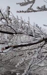 正月初七到十五，全國游客可免費欣賞天柱山“雪樹” “銀花”