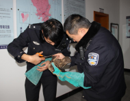 大年三十，警民聯(lián)手救助國家二級保護(hù)動物領(lǐng)角鸮