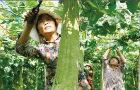亳州蒙城县：产业扶贫“打通”致富路