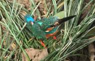 淮南民警救助國家二級保護動物斑頭翠鳥
