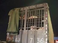 宿州高速交警查获120头无证生猪  相关部门正调查来源