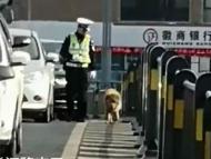 合肥交警引導迷路大狗離開機動車道（視頻）
