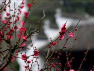 安慶3月9日已“入春” 比常年早一周