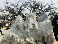 【春游江淮请您来】砀山“梨树王”  年产酥梨2000公斤