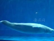 【春游江淮請您來】蕪湖大白鯨海洋公園歡迎您