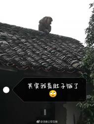 涇縣：“孫大圣”餓了跑進村民家  吃飽喝足才離開 