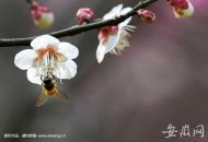 ３月５日起，五河人可以去看梅花展啦