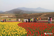3月下旬巢湖半湯200萬株郁金香將綻放