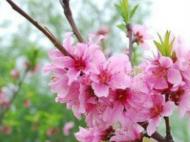 3、4月份去南艷湖公園賞花啦！