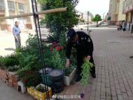 古稀老漢為治療咳嗽竟種植罌粟  六安民警巡邏發(fā)現(xiàn)及時鏟除