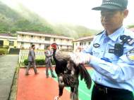 寧國：大鳥飛進校園 原是國家二級保護動物白鷴
