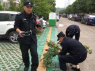 淮北民警用无人机搜索非法种植罂粟  一棵也不能留！