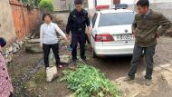 無為石澗：民警及時鏟除非法種植罌粟600余株