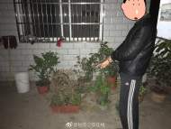 六安：“雅賊”自稱控制不住自己的雙手，看到盆景就想偷