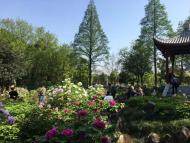 清明時節，安慶蓮湖公園里2萬多株牡丹競相開放