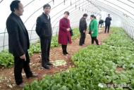 六安市蔬菜價格趨穩(wěn)回落 