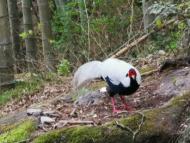 黃山風景區發現國家二級野生保護動物野生白鷴