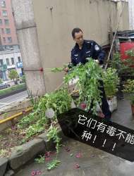 大爺：別碰，罌粟有毒！繁昌民警：有毒你還種？