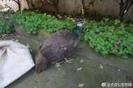 六安：孔雀落了單，飛入百姓家 