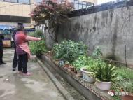 來安警方接連查處2起非法種植罌粟案 及時鏟除罌粟398棵