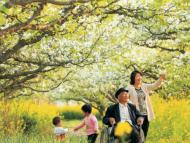 【春游江淮请您来】清明假期不妨去砀山看看梨花