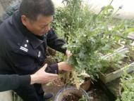 聽信偏方小區(qū)里種罌粟  蕪湖一居民被拘留 
