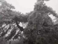 岳西氣溫驟降，牛草山現(xiàn)霧凇景觀 