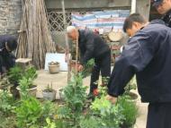 為治雞瘟誤信偏方 79歲大爺菜園地種罌粟