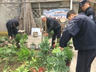 無為：為“治雞瘟”  79歲老漢種植罌粟被查處