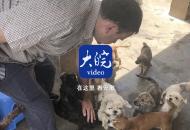 【大皖視頻】英國外教在合肥大圩建流浪狗基地：希望它們被收養
