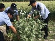 亳州一老人听信偏方种“毒草”  民警：罂粟种不得！