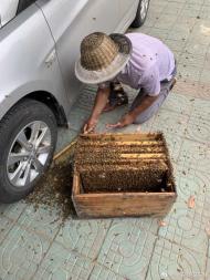 六安：成群蜜蜂跑到派出所來“報案” 