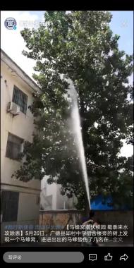 廣德：馬蜂窩潛伏校園  民警聯合消防水攻除患
