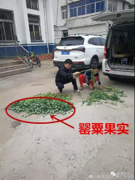 蚌埠：小區內驚現已結果實的罌粟  民警迅速處置 