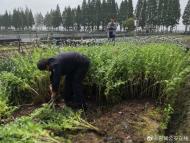 宣城長溝村發現2000多株罌粟！