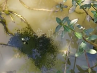 【大皖視頻】水中千余黑點聚集 原是小黑魚玩耍形成景觀