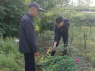 南陵警方一日內(nèi)查獲兩起非法種植毒品原植物案件
