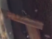 當涂：農戶出門半小時 家里來了上萬只蜜蜂