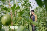 合肥市界定676處西瓜銷售點 瓜農可就近進點銷售