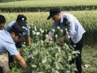 蕭縣：“吃貨”為解饞種植罌粟 民警依法查處
