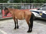 銅陵：民警化身遛馬員  牽馬巡一圈找失主