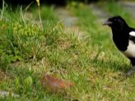 固鎮：男子毒殺102只野生鳥類獲緩刑
