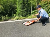 居民家中窜入一条毒蛇 宁国森警紧急抓捕后野外放生