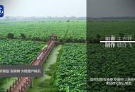 【大皖視頻】肥西“荷”您有約 萬畝荷花蕩將迎“花開盛事”